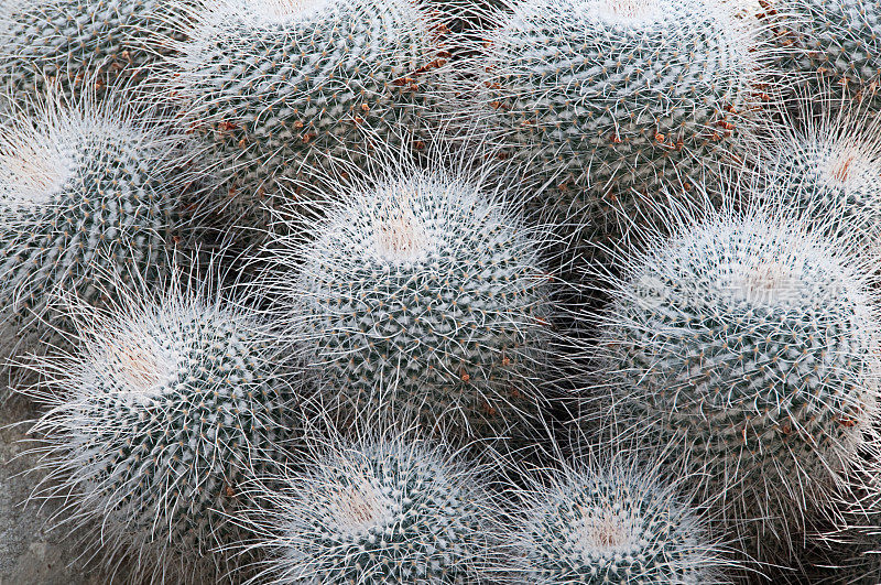 Mammilaria Geminispina仙人掌